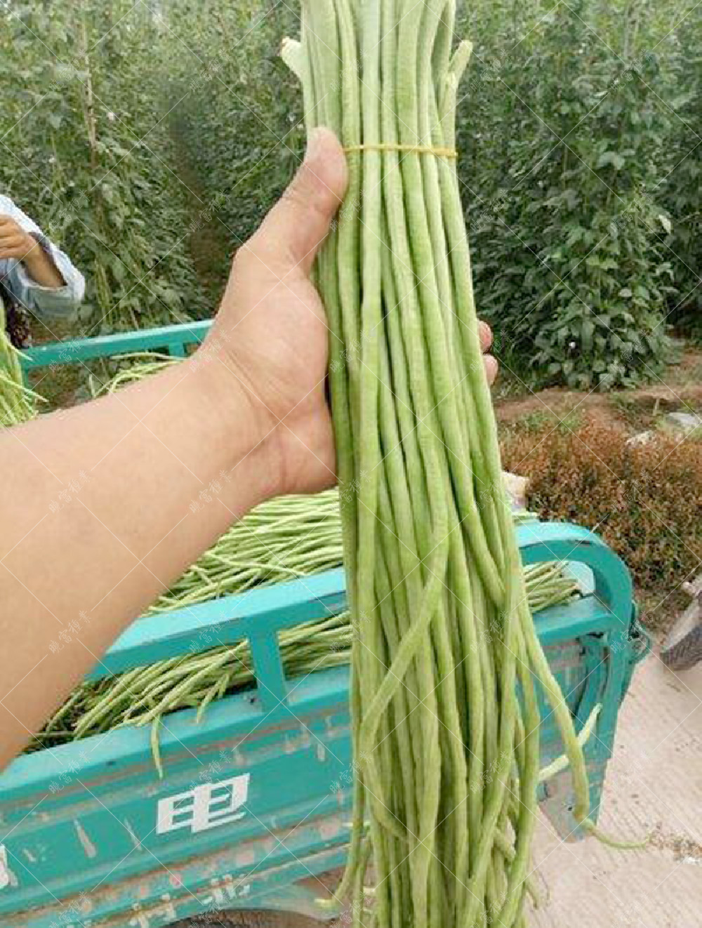 1557994029979074.jpg 51.jpg