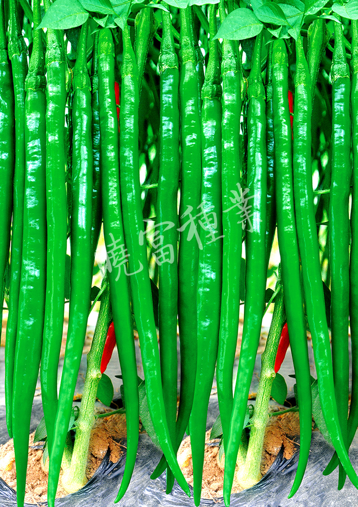 1585791071934446.jpg 04.jpg