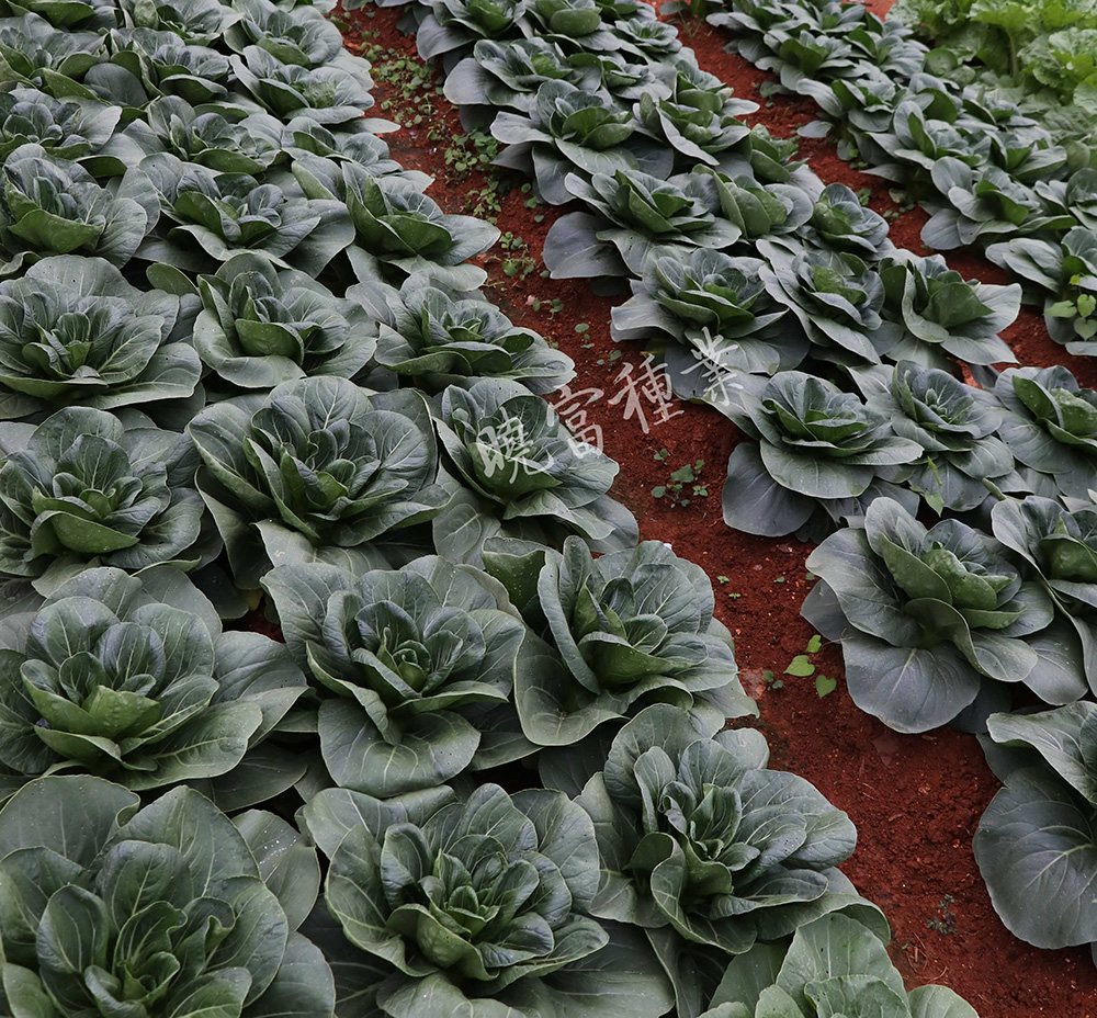 1600245662613320.jpg 04.jpg